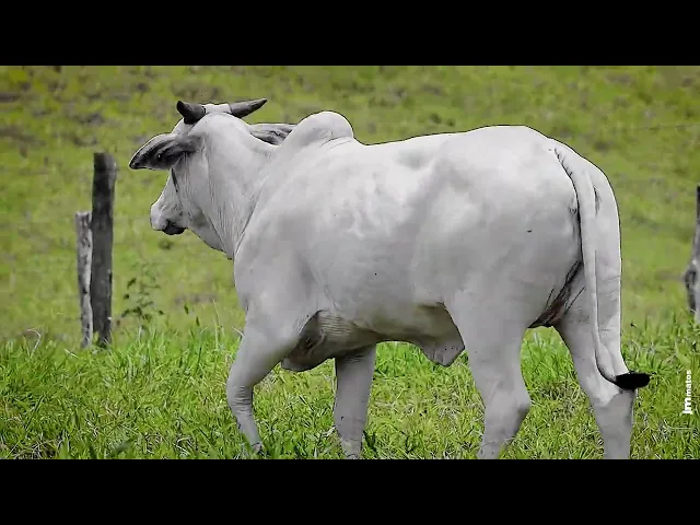 Novilha Nelore FBRA - 186