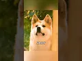 Download Lagu A dog waited for his owner at the station for ten years. #movie