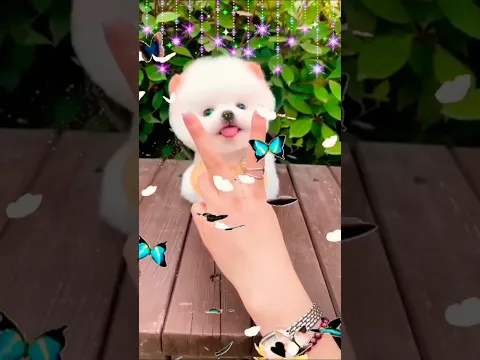 cute puppy 🥰💝#shorts #cute #funnyvideo