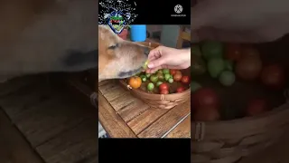 Doggy Help in Kitchen Stuff