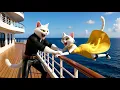 🛳️Why is Daddy Cat Like That?😢 But the Mama Cat... He is Very Clever🙀