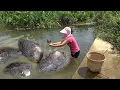 Pearl the mussels in the Shitan at the mouth of the village pearl big harvest