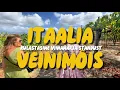 Download Lagu Itaalia veinimõis (külastasime viinamarjaistandust)