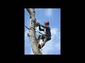 Searcy AR Tree Service - Trees Removed Stump Removal Tree Pruning Tree Thinning in Arkansas