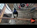 Download Lagu pancinga suara burung kacer kurang fighter || jamin langsung ON buka ekor