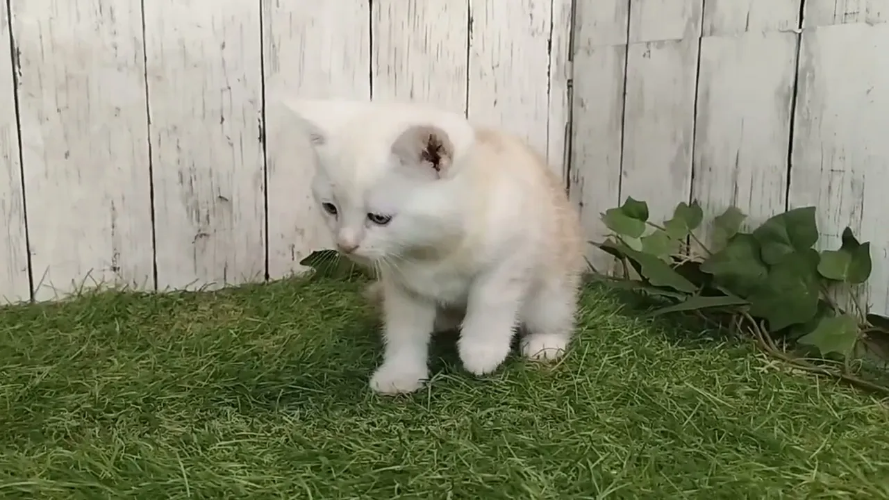 動画