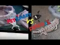 PETSMART vs PETCO Who has better REPTILE care