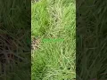 Pennington Contractor Mix After 4 weeks PenningtonGrassSeed lowes HomeDepot