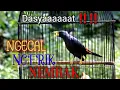 Download Lagu Spesial Pancingan  TERBAIK Jalak rio rio agar ikut ngerik ngerik dan TELER ‼