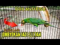 Lagu 🔴 PERKICI LURIK ANTI BISU DENGAN CARA INI ‼️
