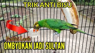  perkici lurik anti bisu dengan cara ini 