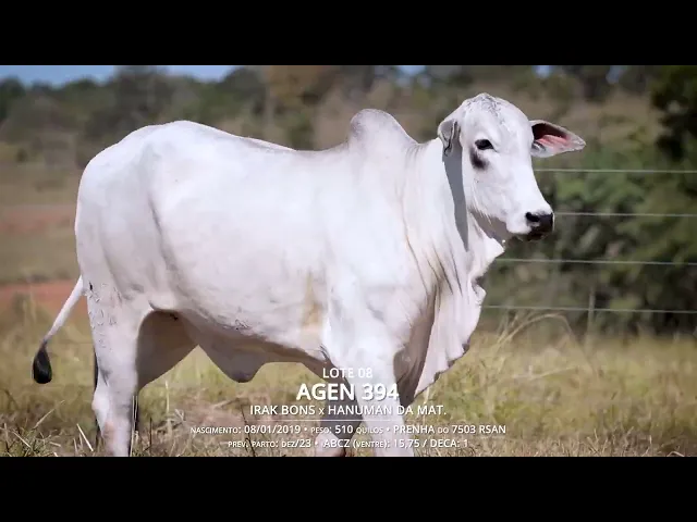 Vaca Nelore AGEN-394