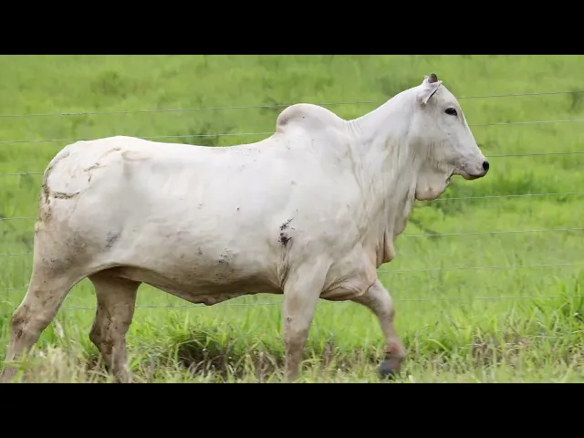 Matriz Nelore ACSM - 158