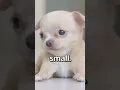 Lagu IS THIS the SMALLEST PUPPY Ever 😱 | Wholesome Moments