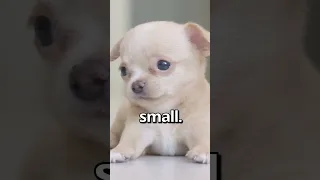 IS THIS The SMALLEST PUPPY Ever Wholesome Moments 