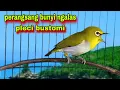 Lagu Suara Pleci Ngalas + Gacor Untuk Perangsang Bunyi Ngalas || Pleci Bustomi Gacor