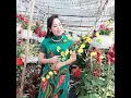 Download Lagu LK Lý Tình Xuân 2019 | Ca Sĩ Diệu An