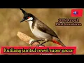 Lagu Suara pikat ampuh Kutilang jambul/kutilang pikat super gacor/merbah jambul #Pycnonotusjocosus