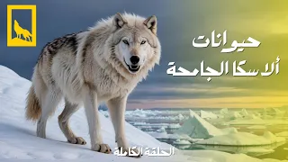 أشرس كائنات ألاسكا منافسة من أجل البقاء في البرية المتجمدة البرية الجامحة وثائقي 