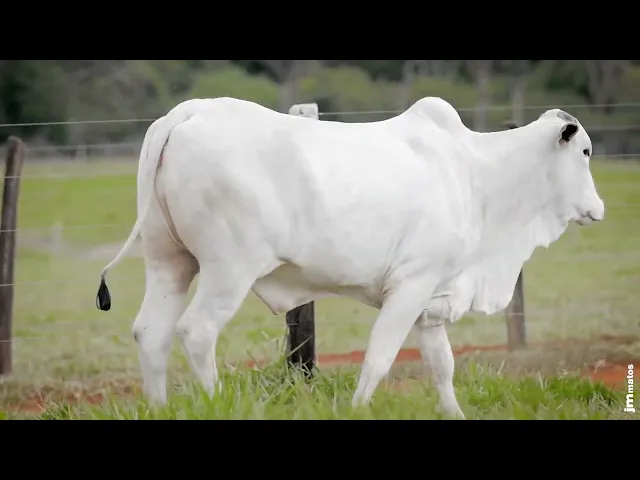 Novilha Nelore AFOM - 5605