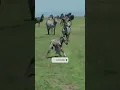 Download Lagu Anak Zebra Baru Lahir, eh kejilat singa 😭