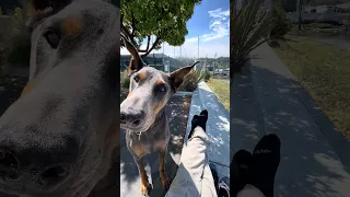 #fyp #dream #doberman #pets #youtube