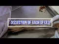 Download Lagu Dissection of Back of Leg