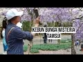Download Lagu JALAN JALAN SORE DI KEBUN BUNGA WISTERIA TAMSUI.MARET 2024#YANTI HARJO#