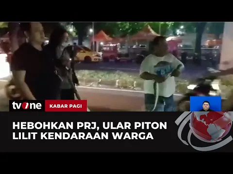 Ular Sanca Melilit Kendaraan Warga di Kawasan PRJ Kemayoran