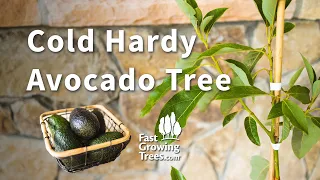 Cold Hardy Avocado Tree YouTube Video Banner