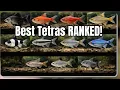 31 Types of Tetra Fish Ranked From Chill to Show-Stopping