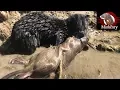 Download Lagu My Mink Brocc and Rocky Hunting Muskrats