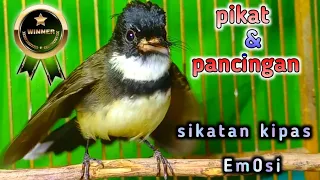 Download suara pikat dan pancingan bunyi sikatan kipas emosi ngeplong paling cepat disambar. MP3