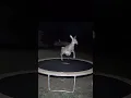 I Found Where Santa s Reindeer Train In The Off-Season