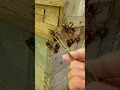Download Lagu Gently Removing Giant Hornets: Saving Japanese Honeybees