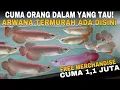Lagu ONTHULD! De goedkoopste en meest verborgen plek om Arowana te verkopen in Bekasi!