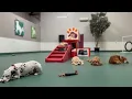 Nap time at Wag Hotels
