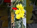 Download Lagu Why Do Bananas Grow Curved Like This 🤔