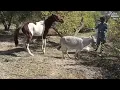 horse mating with donkey donkey mating