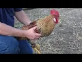 How To Make A MEAN Rooster NICE