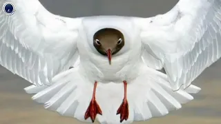 الف    كر  يا إنسان ل     و اطل                 قته  دندنها