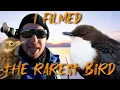 Download Lagu I filmed the rarest bird in the Netherlands (currently)