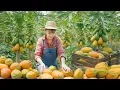 Lagu TIMELAPSE -- Harvest Giant Ripe Red Papayas, Transport Go to Market Sell - Cooking Papayas