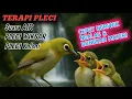 Download Lagu TERAPI PLECI SUARA AIR DAN PLECI KOLONI  CEPET NGERIWIK NGALAS DAN BONGKAR MATERI || TERAPI PLECI