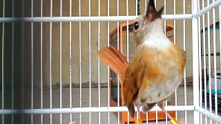 srdc bali gacor isian kasar memancing lawan ikut nyaut gacor emosi dan bongkar isian