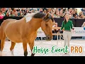 Download Lagu Dit was mijn (kotsmisselijke) Horse Event PRO!