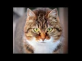 Download Lagu REALISTIC CAT SOUND 15MIN!!