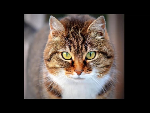 Download MP3 REALISTIC CAT SOUND 15MIN!!