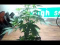 707 TruthBand Grow Log 1
