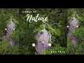 Download Lagu SONGS OF NATURE, Gus Teja, Bali World Music